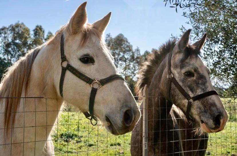 Casa Provence Family & Friends Mare & Natura Alghero Eksteriør billede